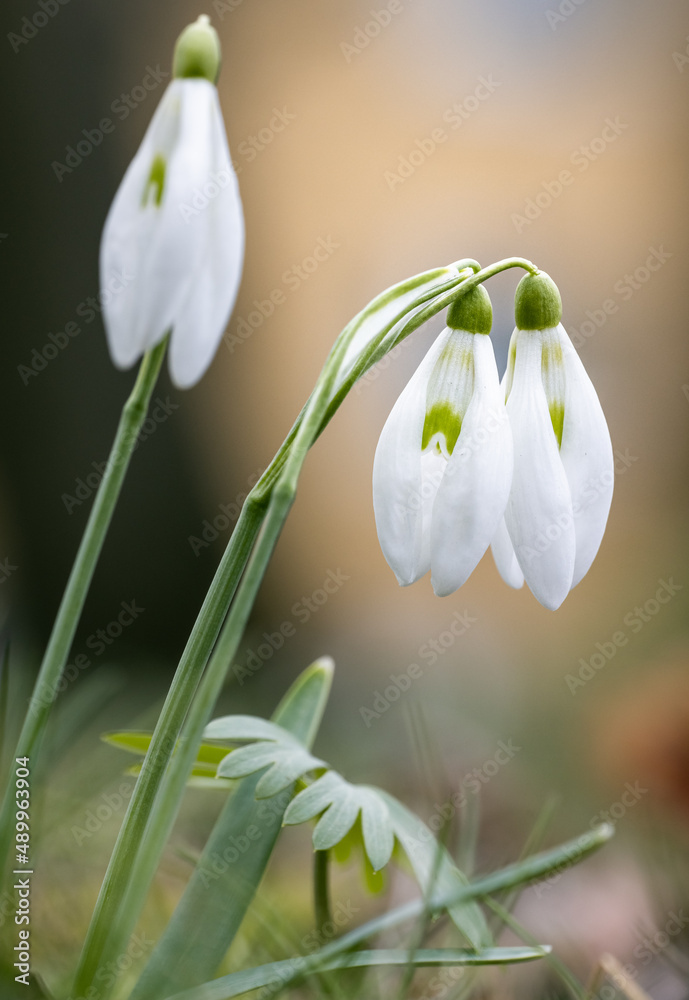 spring snowdrop flowers spring snowdrop flowers