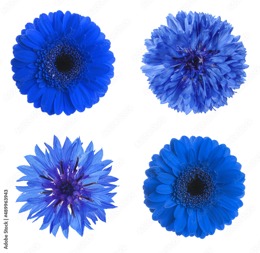 Set with different beautiful blue flowers on white background Set with different beautiful blue flowers on white background