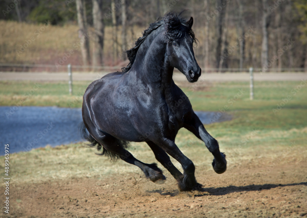 black friesian stallion galloping in a field
black friesian stallion galloping in a field