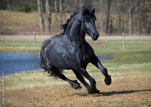 black friesian stallion galloping in a field 
