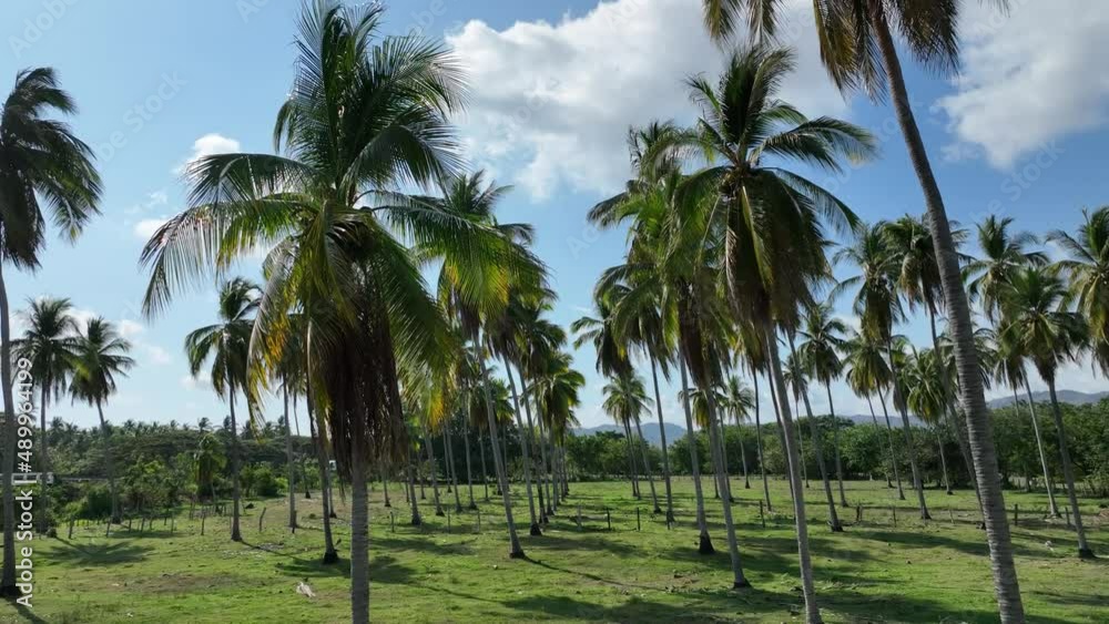 Coconut palm tree plantation Coconut palm tree plantation