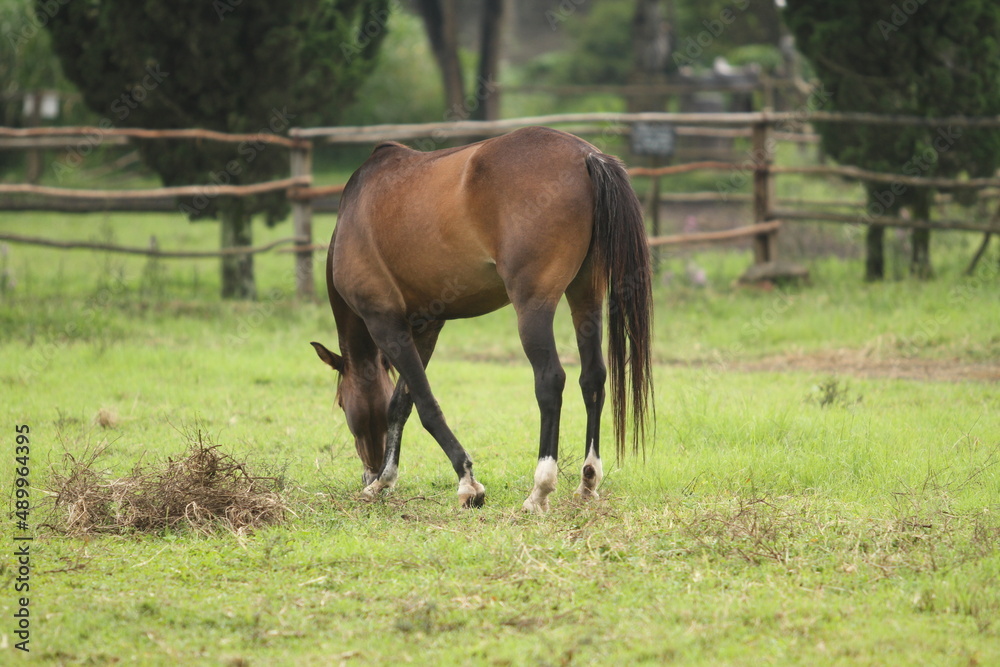 Horse eating grass in Bandung, West Java, Indonesia