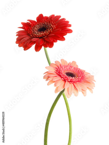 Beautiful red and pink gerbera flowers isolated on white