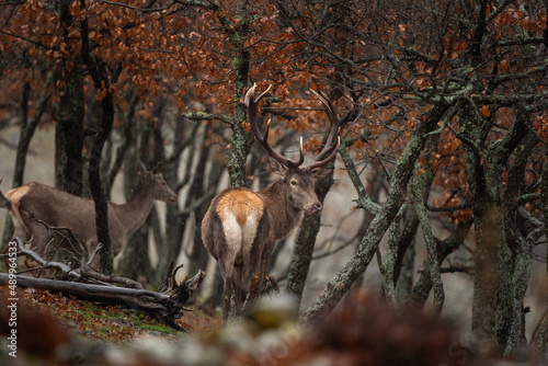 Re deer in the Bulgaria mountains. Deer in the wood. Animals during winter. European nature. 