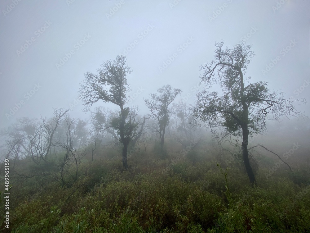 Trees in morning fog on the Backbone Trail through Santa Monica Mountains, Southern California, with desaturated color Trees in morning fog on the Backbone Trail through Santa Monica Mountains, Southern California, with desaturated color