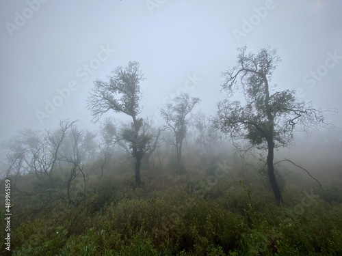 Trees in morning fog on the Backbone Trail through Santa Monica Mountains, Southern California, with desaturated color