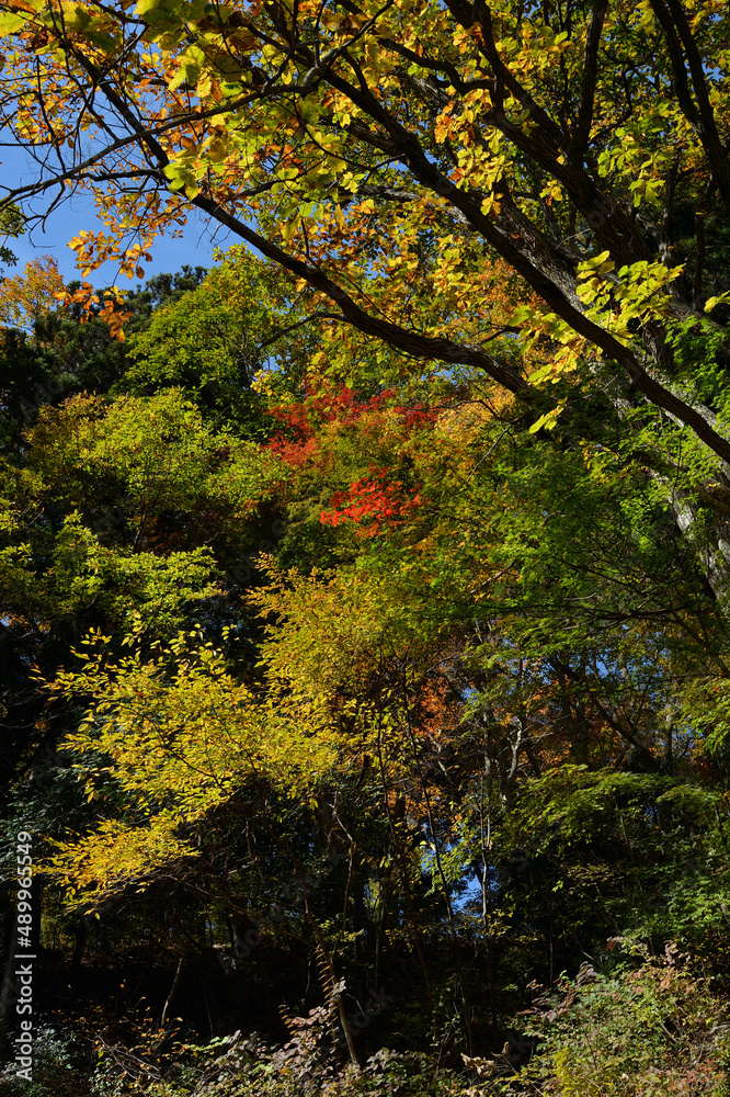 武蔵御岳山、武蔵御嶽神社参道の紅葉