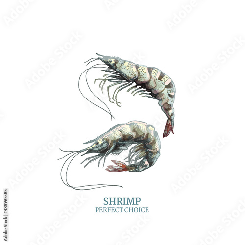 326_Shrimp two shrimps, realistic seafood drawing, white background
