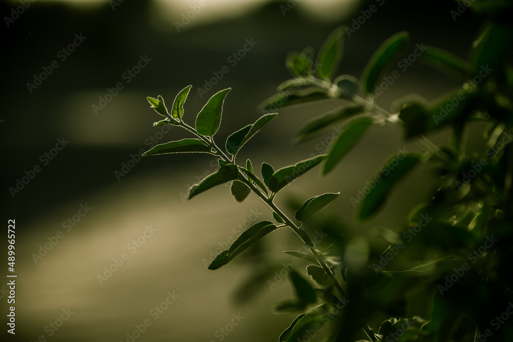 Close-up photo. Pattern with green leaves. Background. . High quality photo