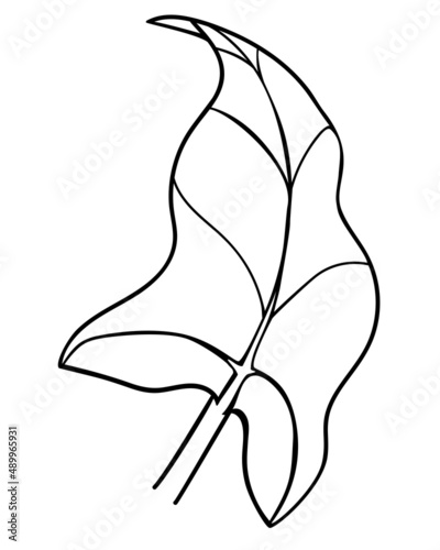 Leaf, calla - vector coloring picture, for logo or pictogram. Outline. Leaf Calla - trapical plant for coloring, icon or sign photo