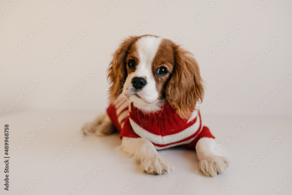 Cute Dog Portrait Wearing Red Suit. King Charles Spaniel Laying Looking to Camera Cute Dog Portrait Wearing Red Suit. King Charles Spaniel Laying Looking to Camera