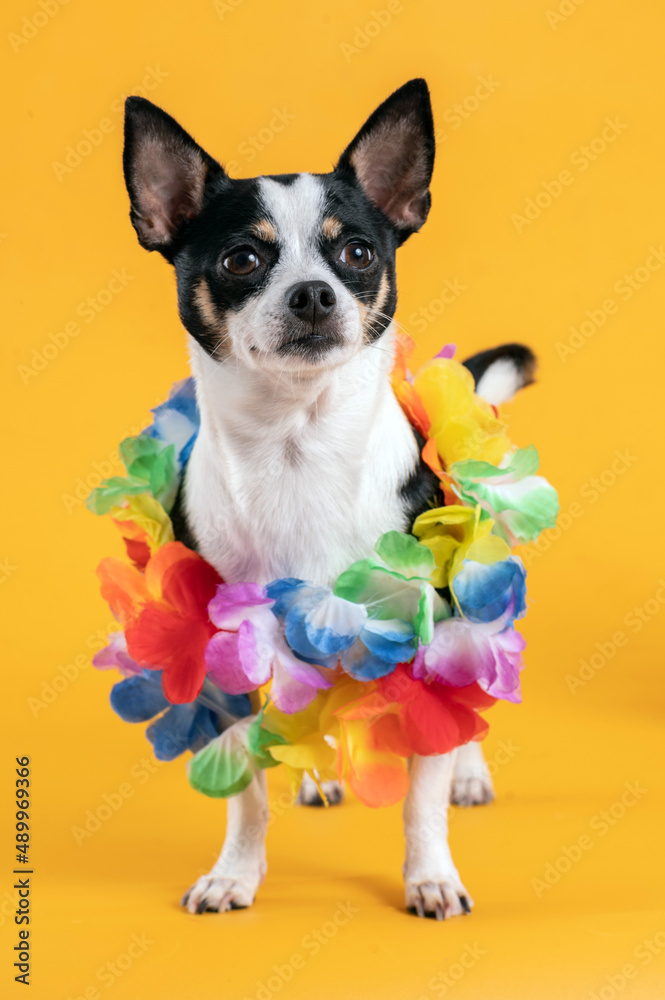 Chihuahua dog wearing hawaiian flowers necklace and pink feathers on the head by a yellow background. 