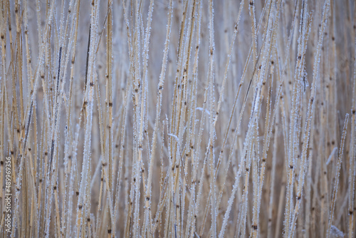 Stems of dry reeds covered with frost on a frosty winter day, natural background