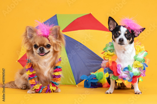 Two Chihuahua dogs wearing hawaiian flowers necklaces and pink feathers on the head and a colorful beach umbrella in the background. 