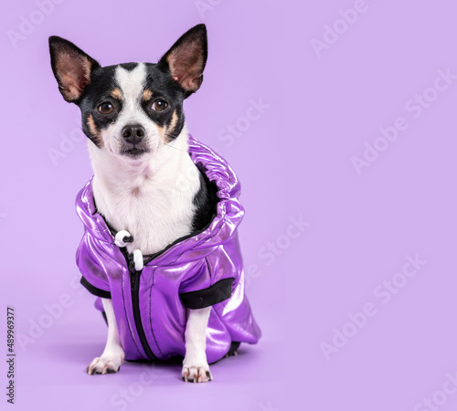 Chihuahua wearing a purple jacket, looking at the camera, in a studio by a lilac background. 