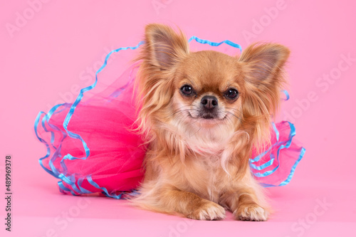 Foto Chihuahua dog in a pink and blue tule skirt looking at the camera, in a studio by a pink background