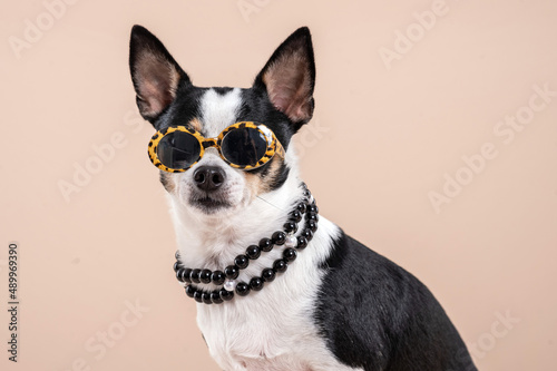 Chihuahua dog wearing sunglasses and a necklace looking at the camera in a studio.  © Elayne