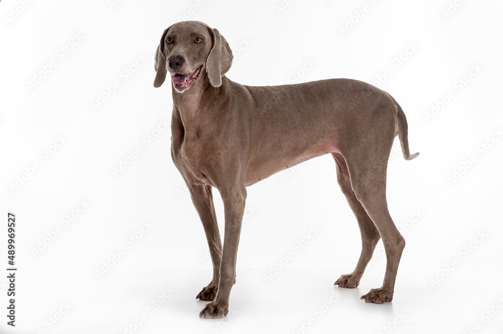 Weimaraner dog sticking out the tongue posing in a studio by a white wall.