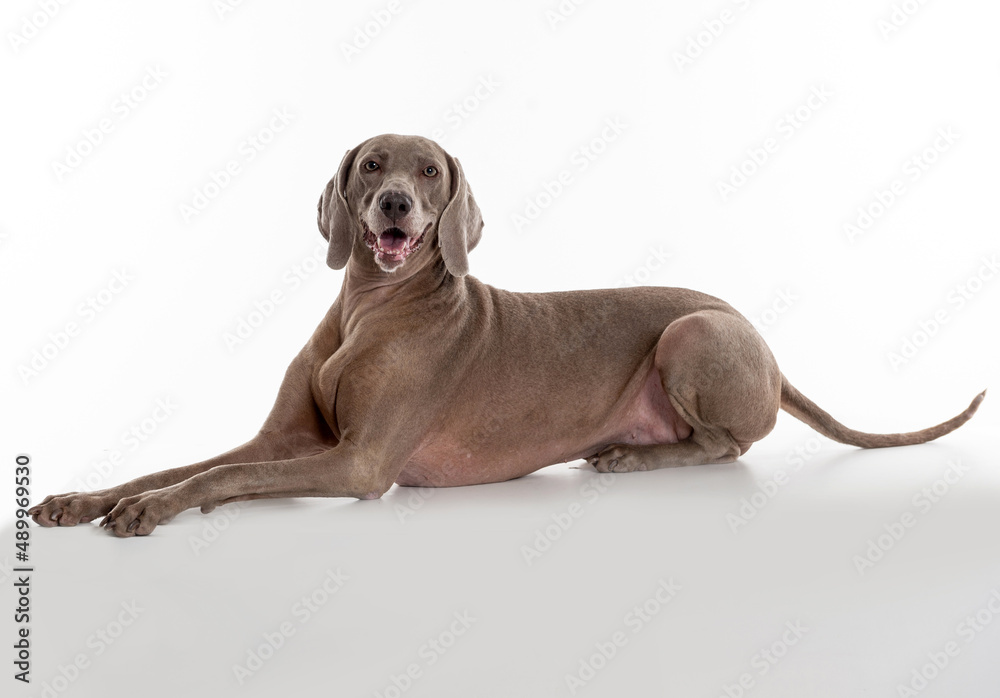 Weimaraner dog sticking ou the tongue, lying on the floor, looking posing for the camera in a studio by a white background. Weimaraner dog sticking ou the tongue, lying on the floor, looking posing for the camera in a studio by a white background.