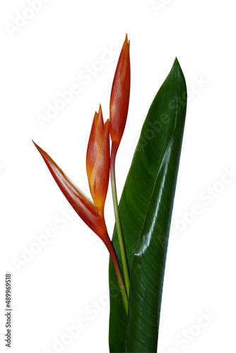 Close up Heliconia flower and leaf on white backgroud.