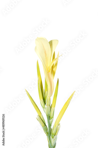 Close up Canna Lily , India Short Plant, India Shoot, Bulsarana flower on white background.