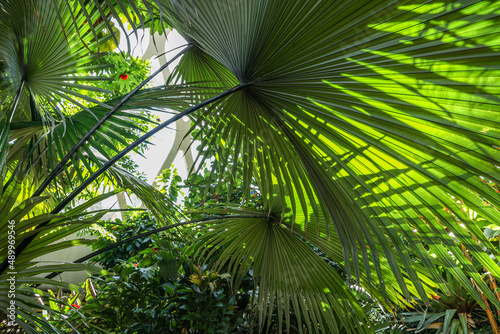 palm tree leaves