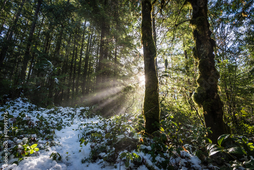 Sun beams through the forest with snow on the ground