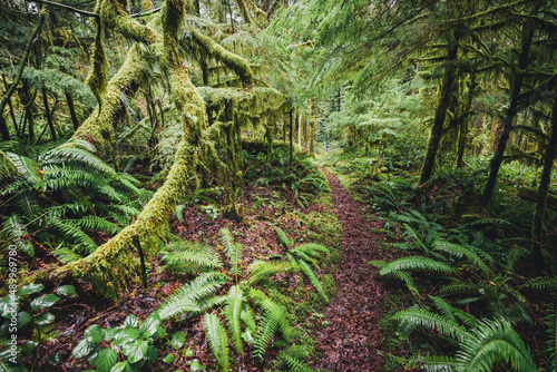 Trail through a temparate rainforest in Olympic National Park, WA