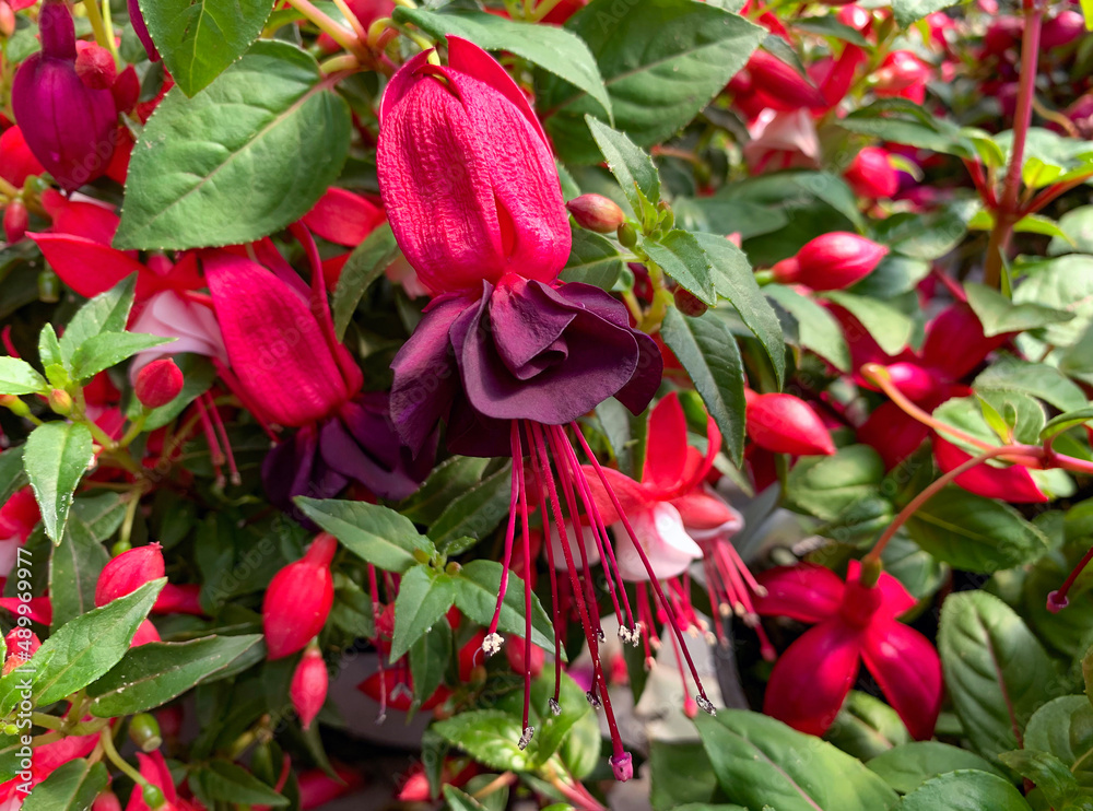 Beautiful flowering Fuchsia (lat. Fuchsia) Beautiful flowering Fuchsia (lat. Fuchsia)