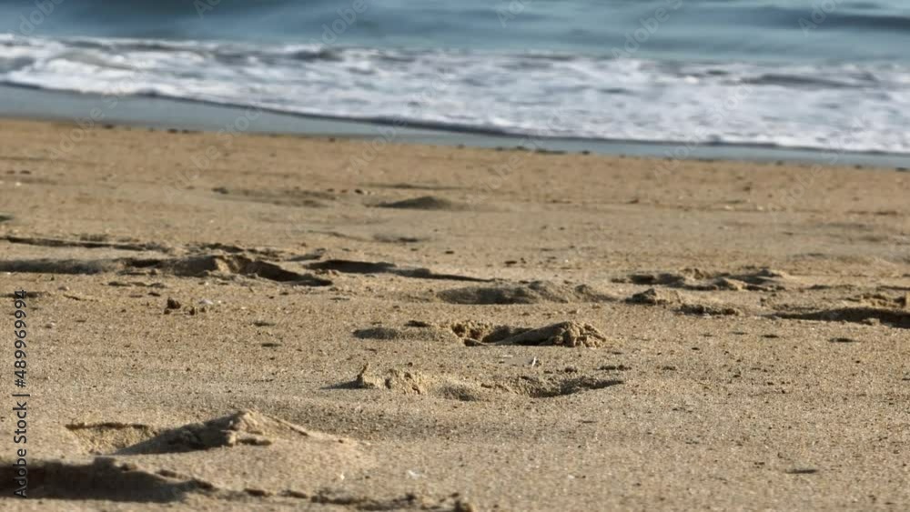 Crabs scuttling in the surf on a tropical beach Crabs scuttling in the surf on a tropical beach