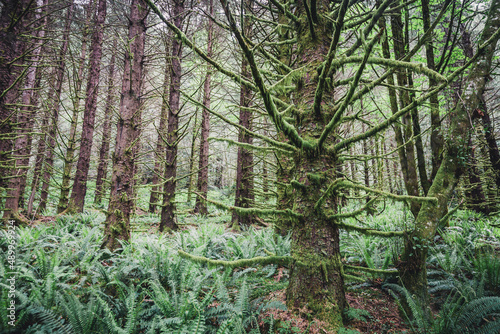 Sword ferns and moss covered spruce trees in a temperate rainforest in Washington.