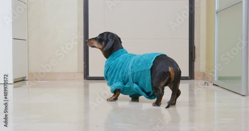 Dachshund dog with black fur dressed in bright blue terry robe runs about hotel room WITH light tiled floor closeup photo