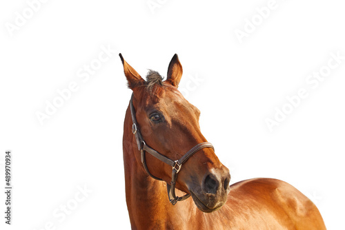 Portrait of a bay horse in a leather brown halter on a white background