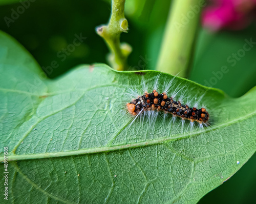 Caterpillars on green leaf. Caterpillars are the larval stage of members of the order Lepidoptera.  © Mohd Azrin