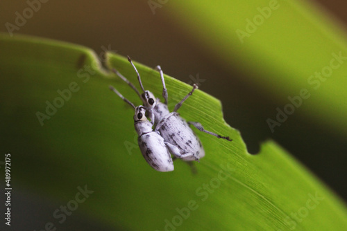 pair of bugs on bottom of leaf