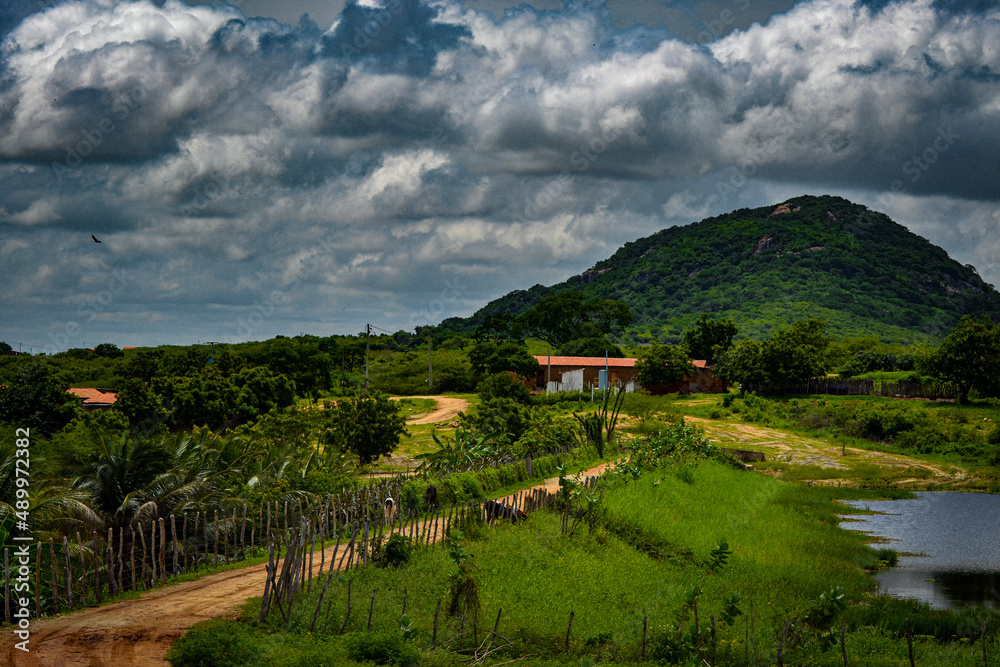 Naklejka premium rice field