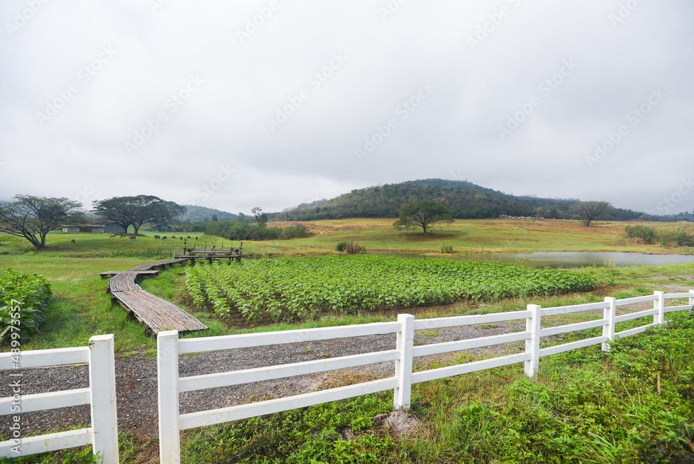 rural farm with white fence and green green field with plant tree and stable cow stall on hill mountain background, countryside farm