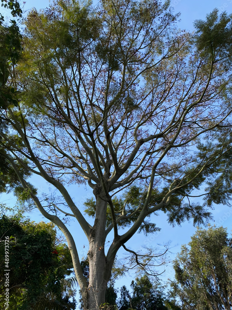 Fototapeta premium trees and sky