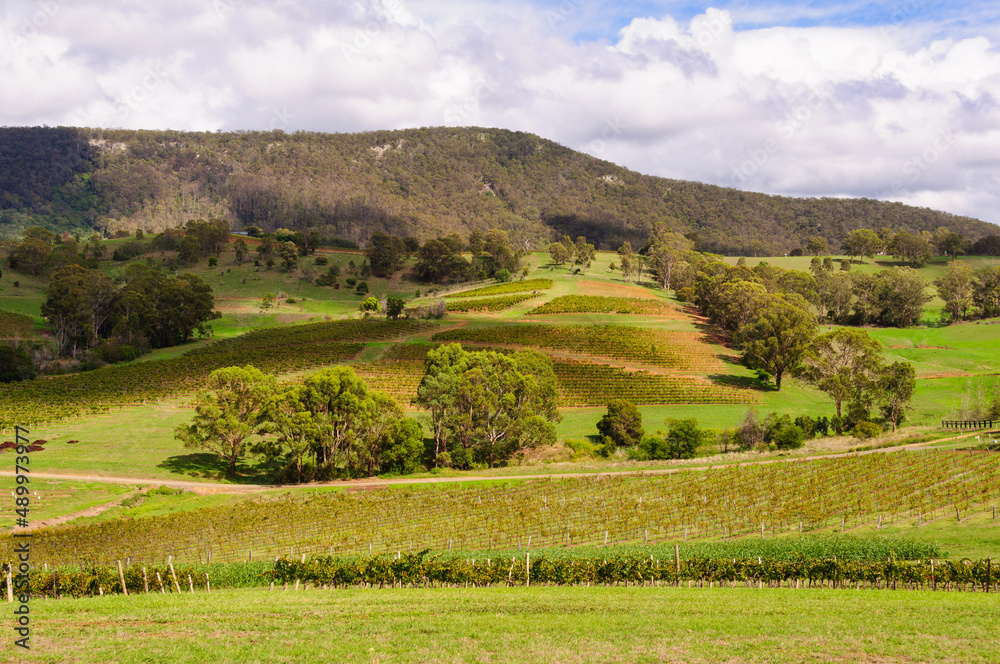 Picturesque vineyards in the Hunter Valley - Mount View, NSW, Australia
