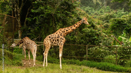 Pair of young giraffe grazing at Taman Safari Indonesia  Bogor.