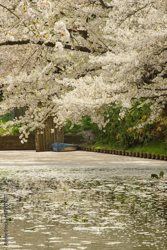 Cherry blossom petals floating on the moat of Hirosaki-jo castle photo