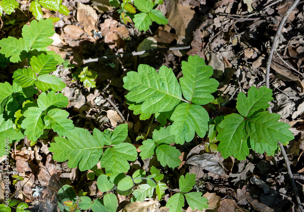 Western Poison Oak is common in Northern California Western Poison Oak is common in Northern California