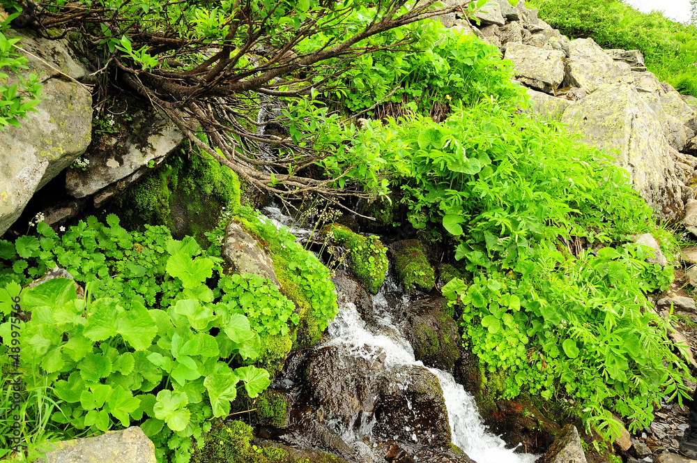 A stormy stream of a small mountain stream flows down from the stones, skirting dry bushes. A stormy stream of a small mountain stream flows down from the stones, skirting dry bushes.