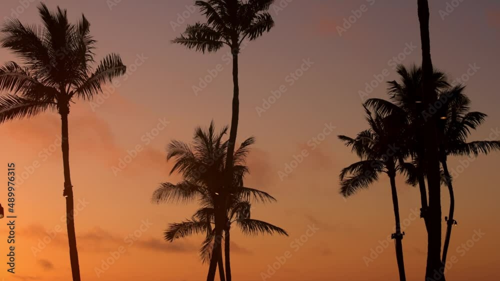 Amazing silhouettes of Palm trees at sunset Amazing silhouettes of Palm trees at sunset