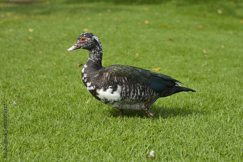 duck in the grass duck in the grass