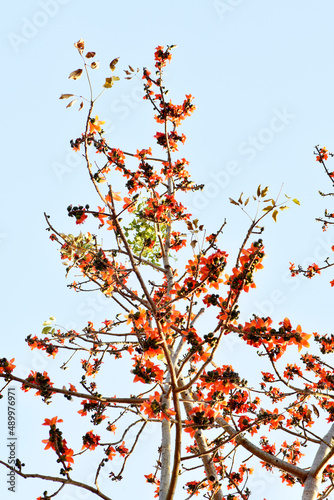 Red flowers were blooming on brown branches  and green-pink bud on a blurred background  there were food and herbs  in northern Thailand.