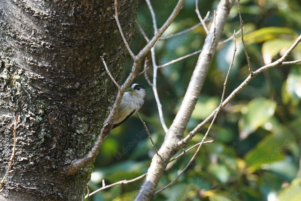 long tailed tit is collecting nesting material long tailed tit is collecting nesting material