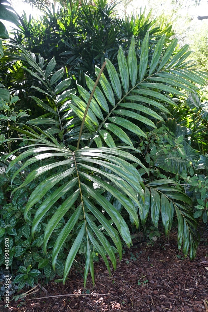 Fototapeta premium Large green leaves of Flame Thrower Palm