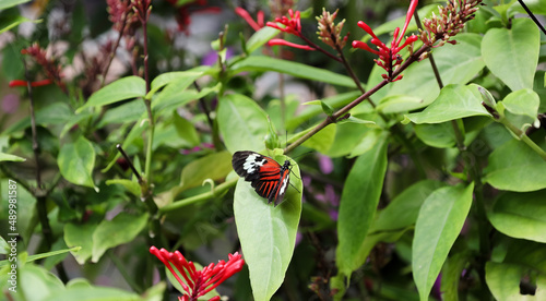 Butterfly World is located in Tradewinds Park in Coconut Creek, Florida, United States. It opened in 1988, and is the largest butterfly park in the world, and the first park of its kind in the Western photo