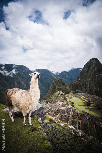 A llama standing in front of Machu Picchu in Peru. 